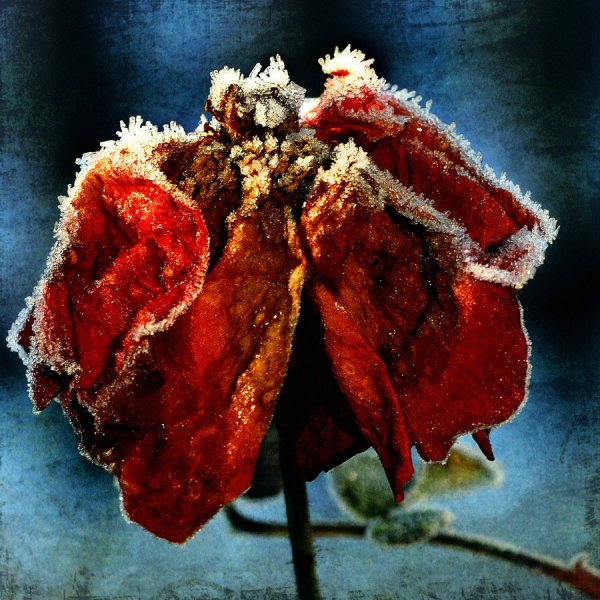 Photograph Michel Bochet Merand One Rose In Winter on One Eyeland